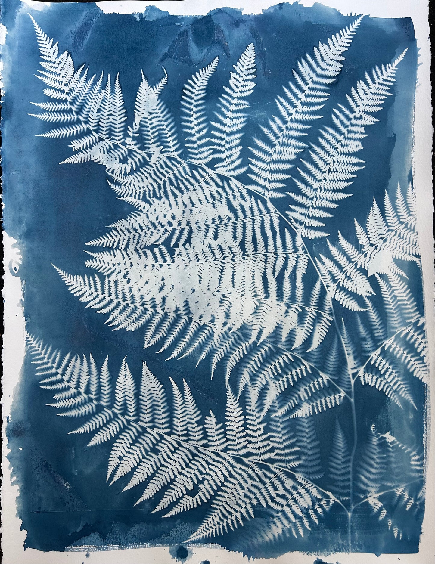 Lady Fern