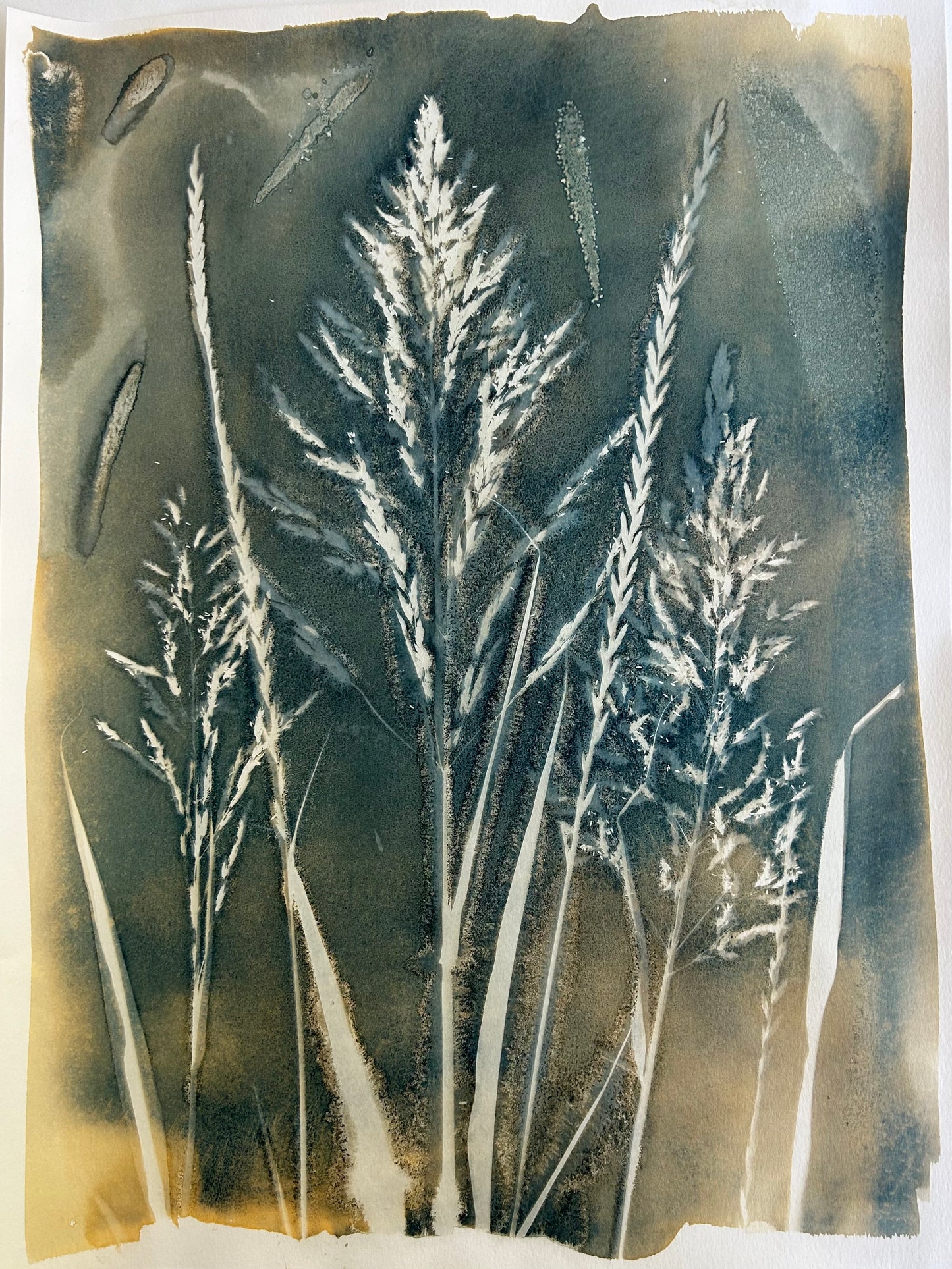 Tall Grass