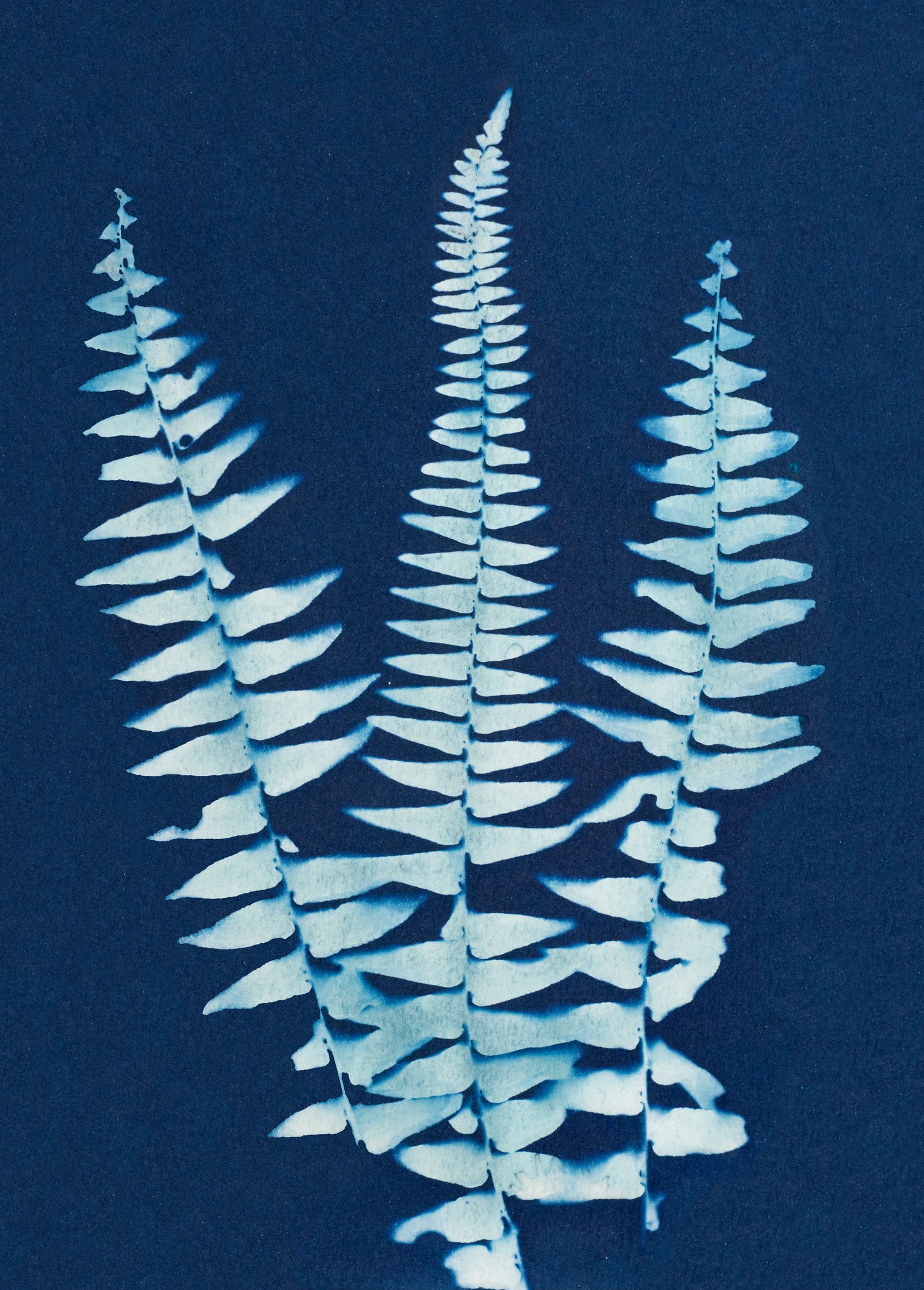 Three Ferns