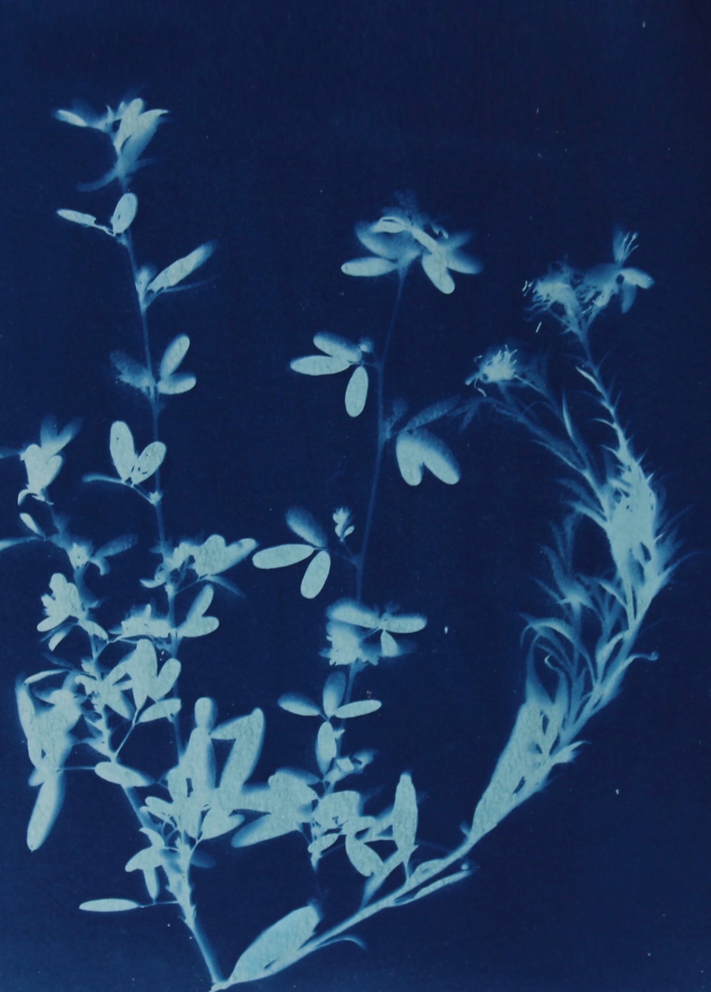 Wispy Flowers