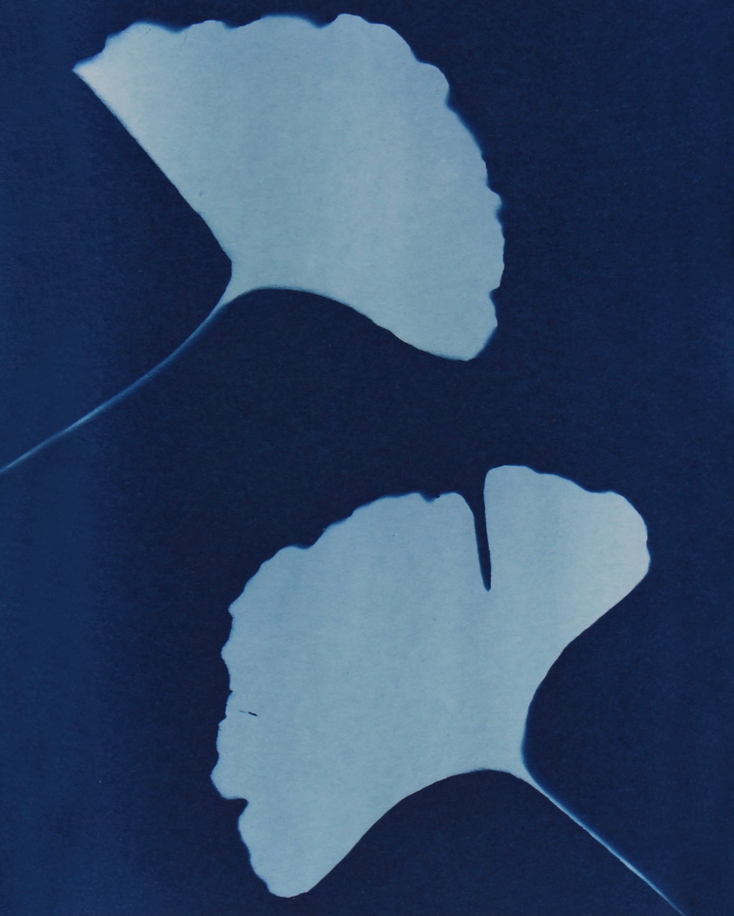 2 Ginkgoes