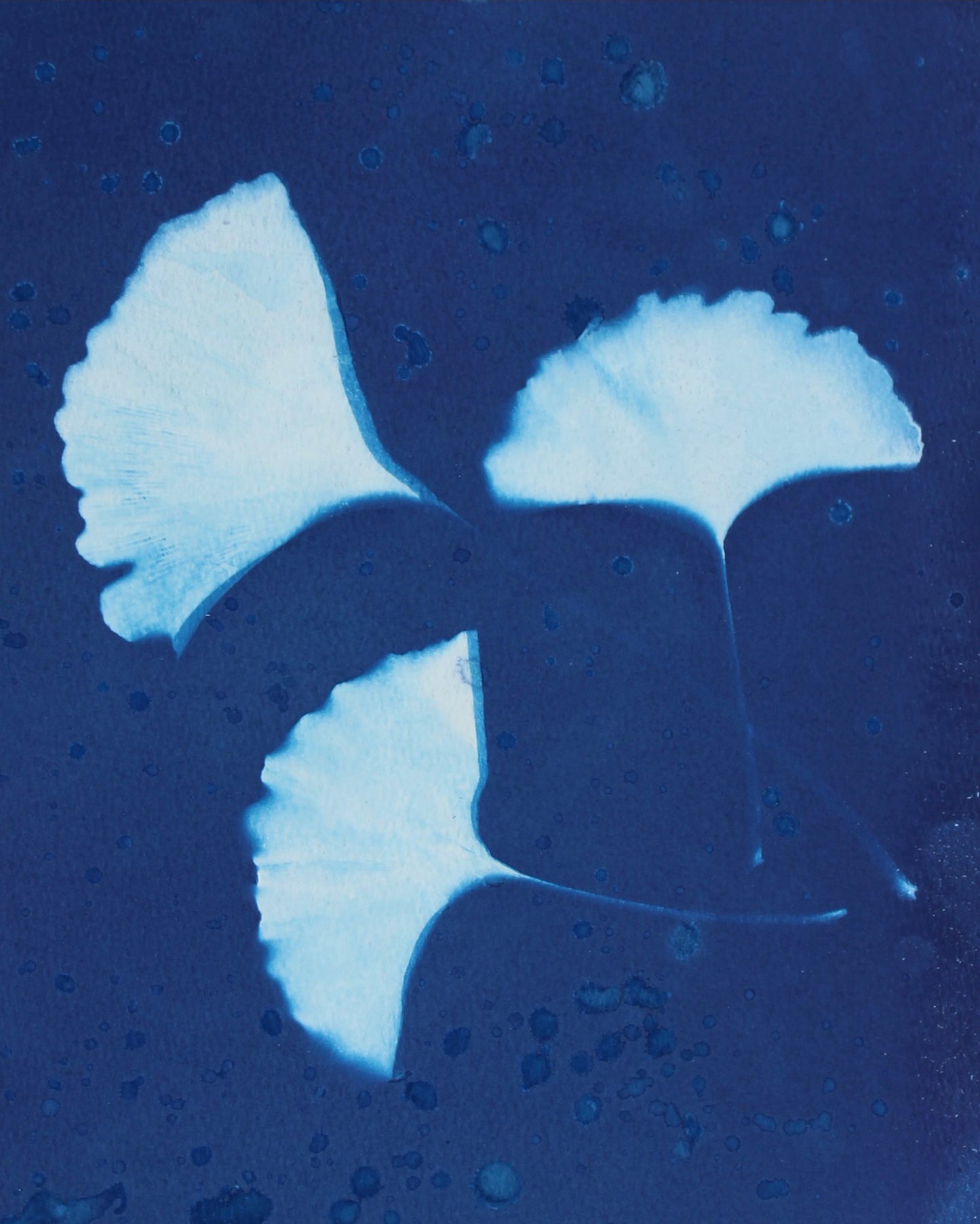 3 Gingkoes