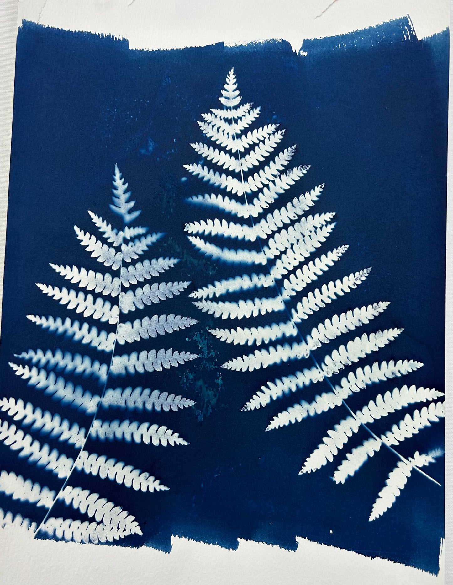 Ferns