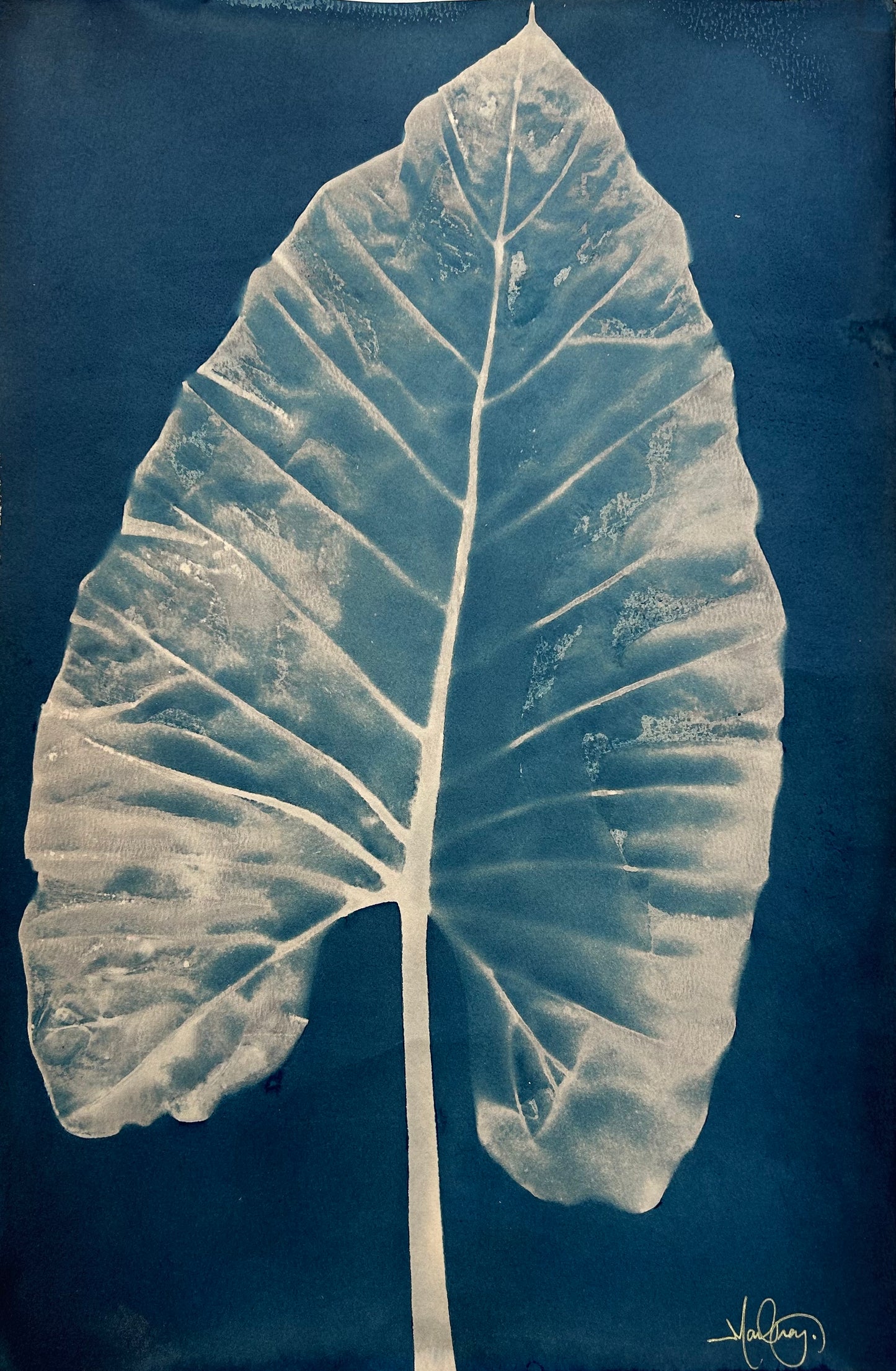 Elephant Ear Right