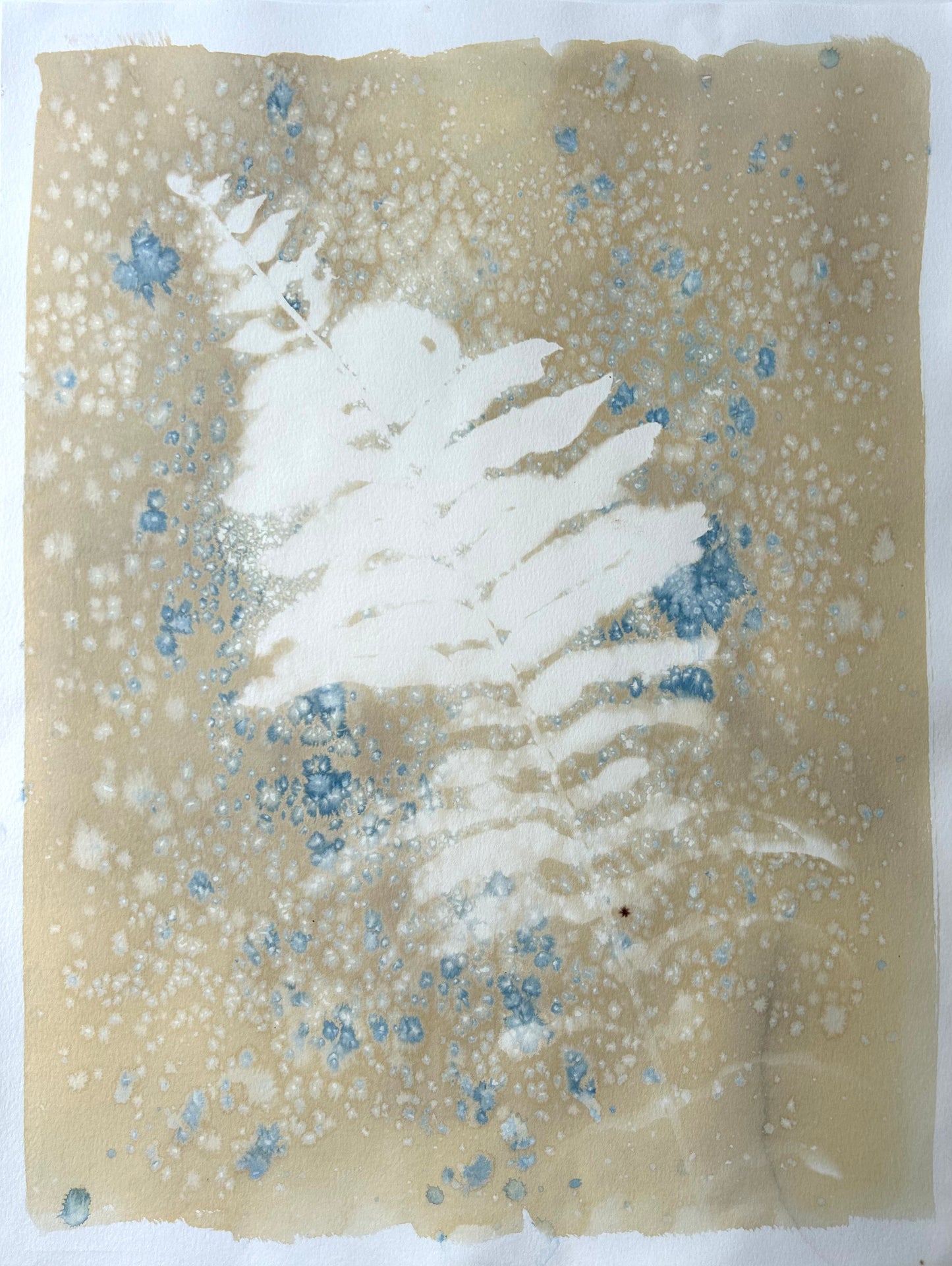 Speckled Fern