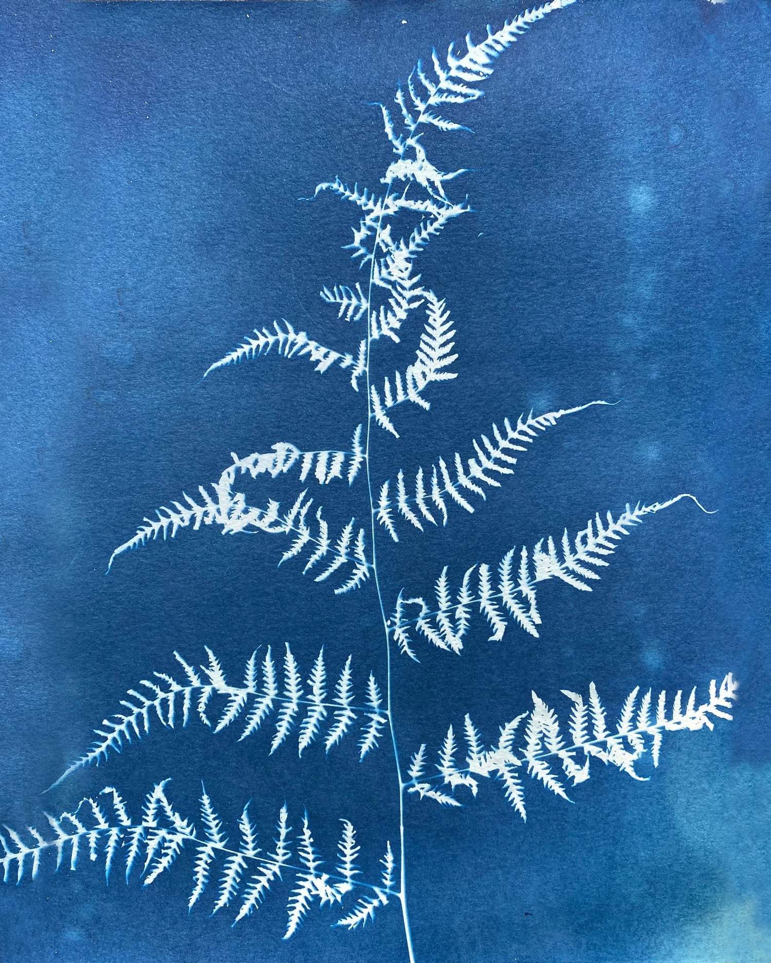 Ferns