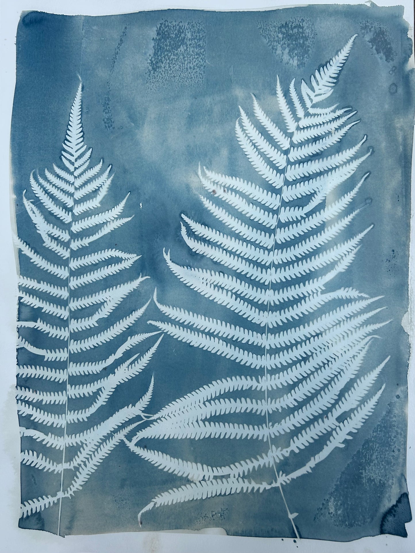 Light Blue Ferns