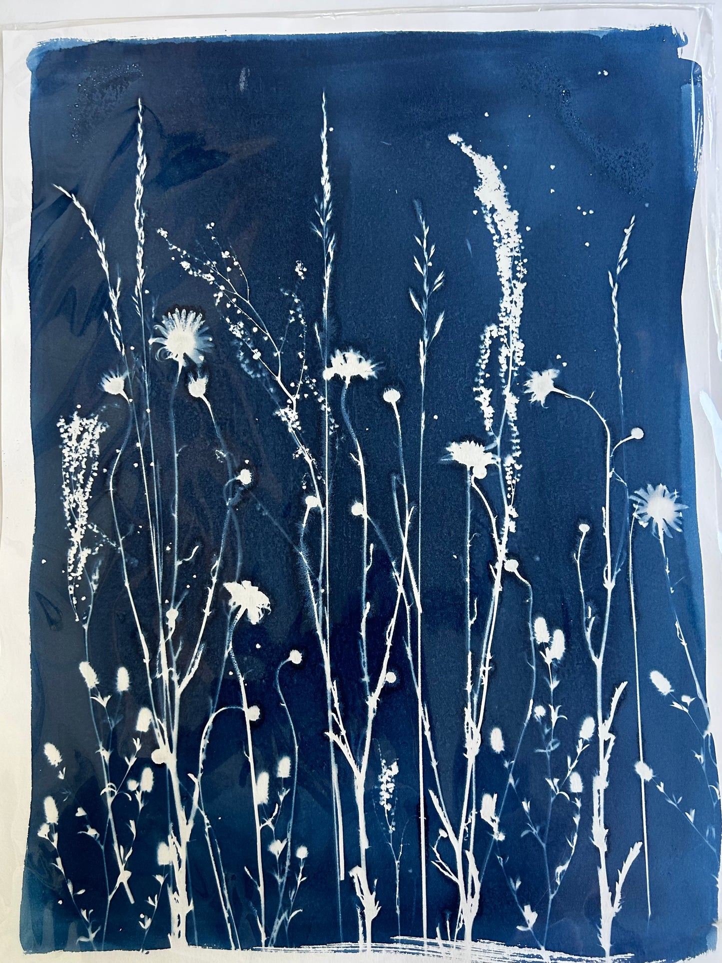 Tall Wildflowers