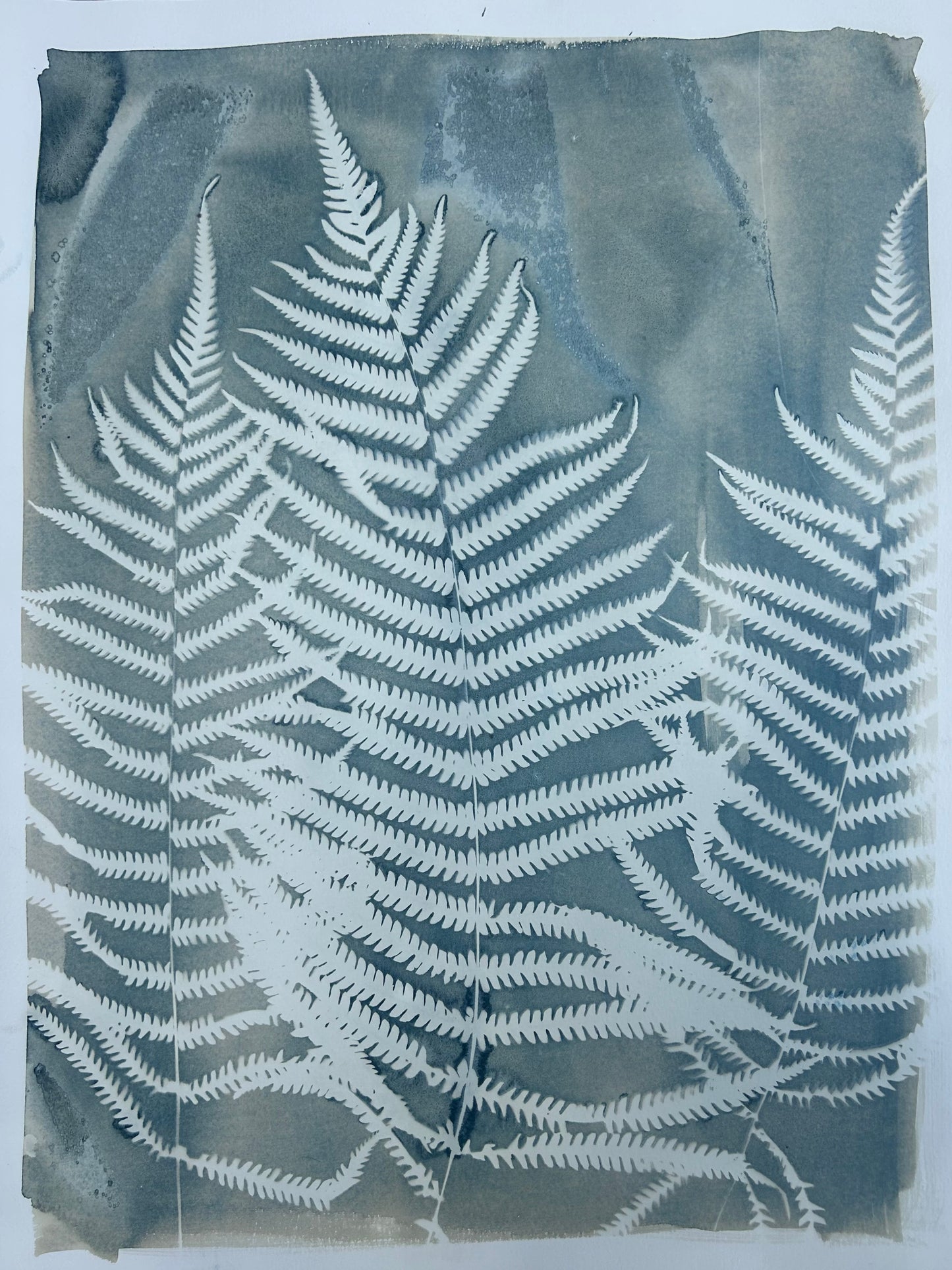 Fern Gully