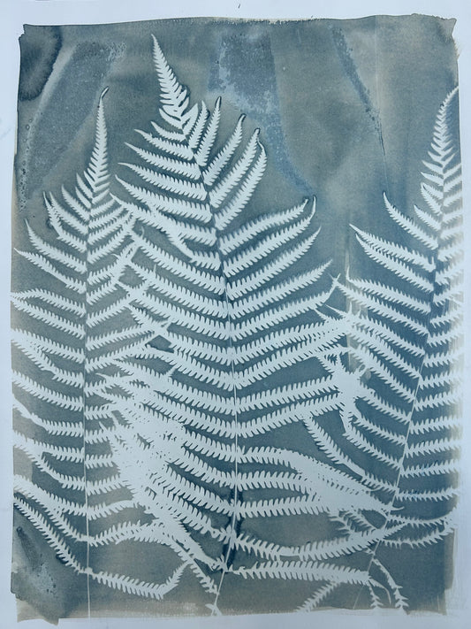 Fern Gully