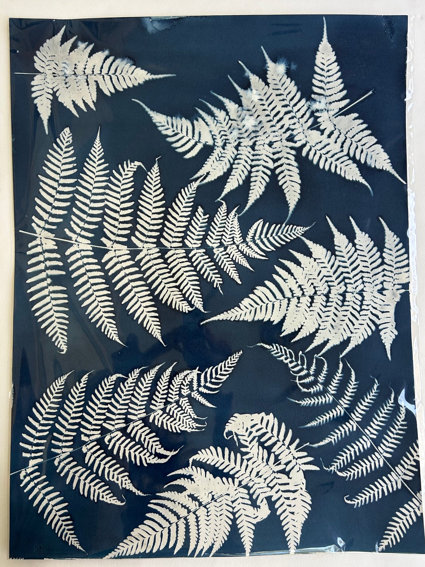 August Ferns