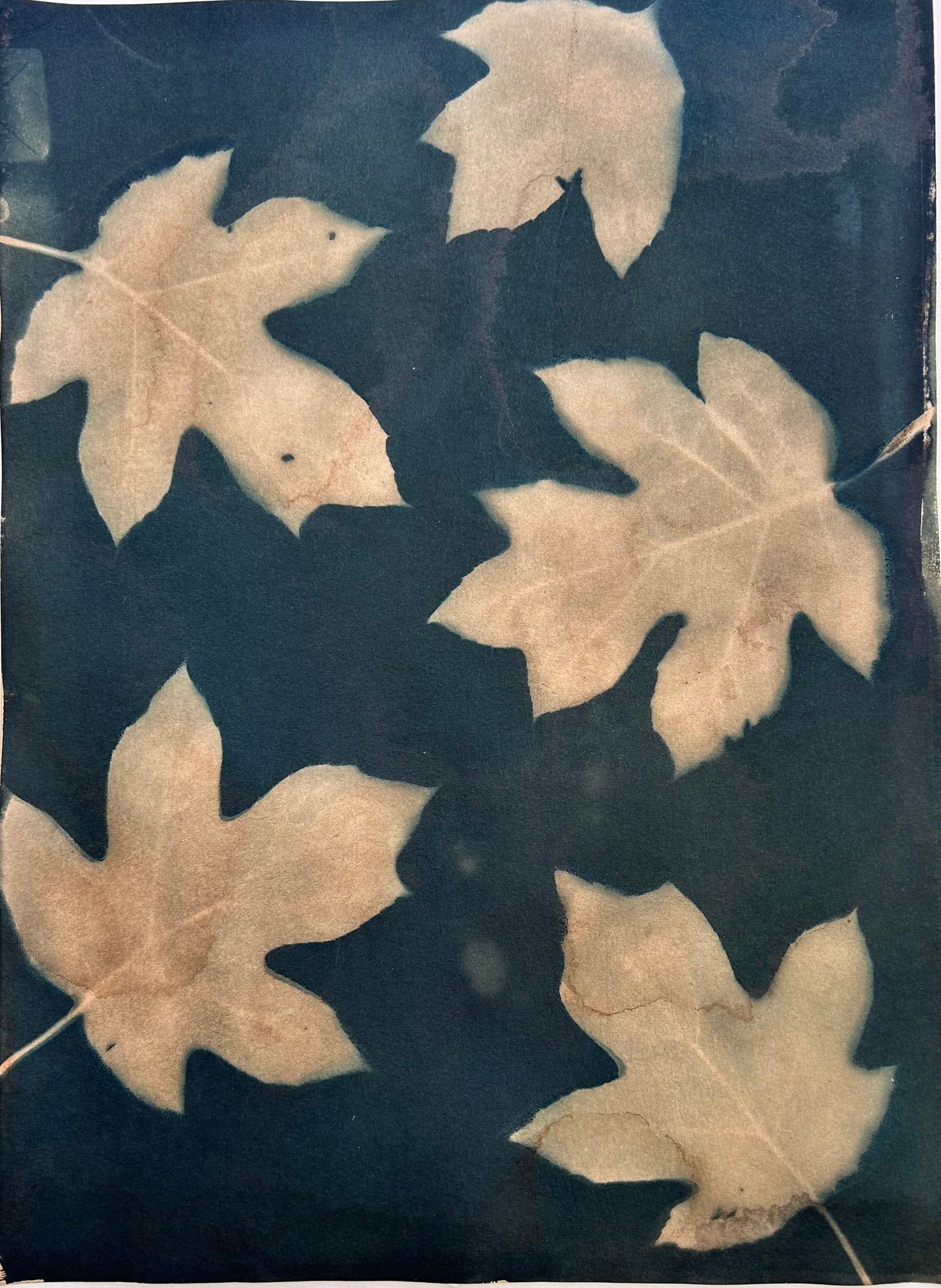 Tea stained hydrangea leaves