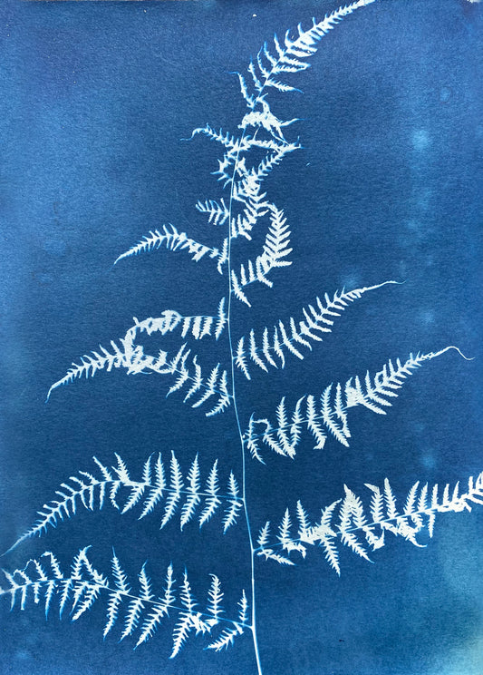 Dainty Fern