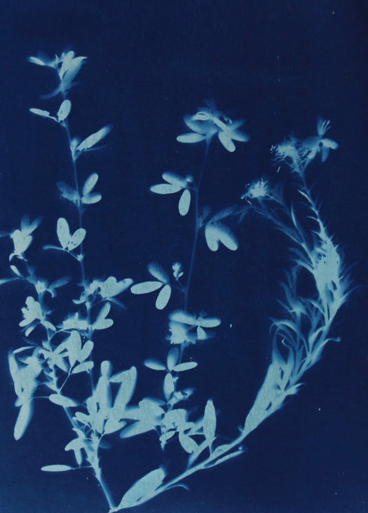 Wispy Flowers