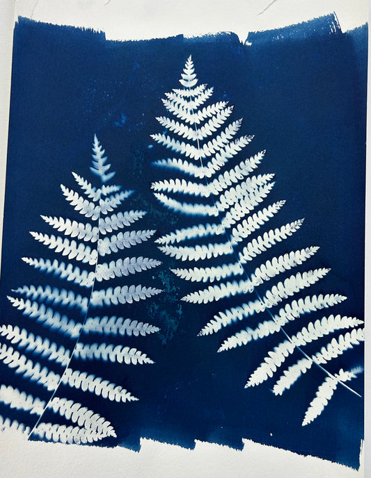Ferns