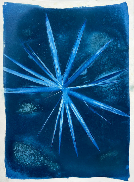 Palm Star