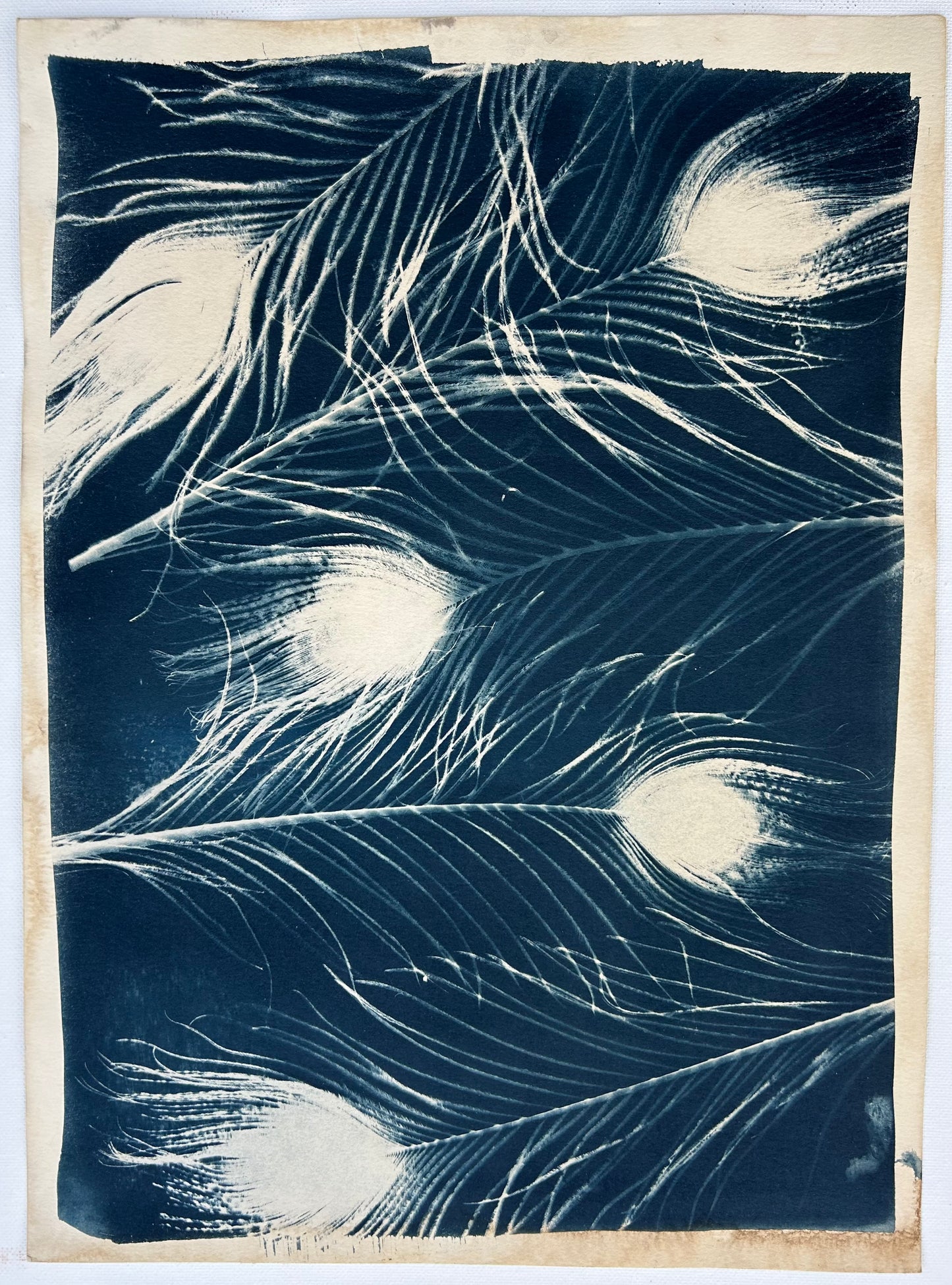 Peacock Feathers