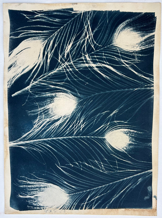 Peacock Feathers