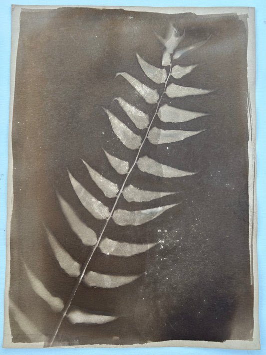 Tea Stained Fern