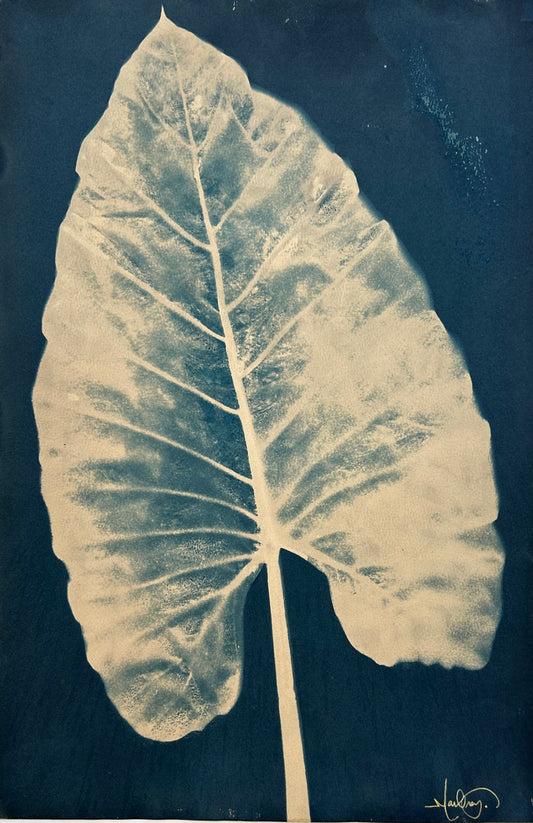 Elephant Ear Left