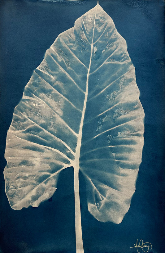 Elephant Ear Right