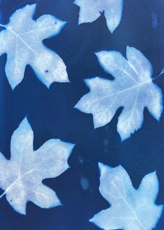 Oak Leaf Hydrangea