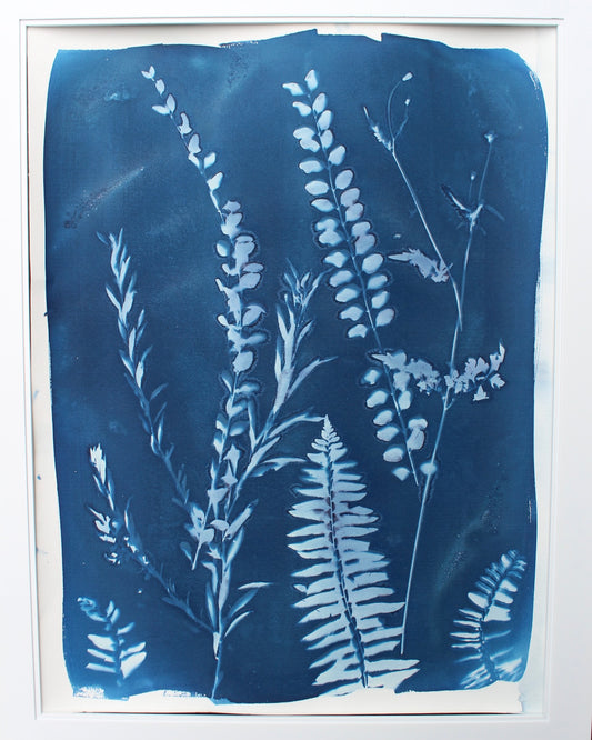 Ferns in the Garden